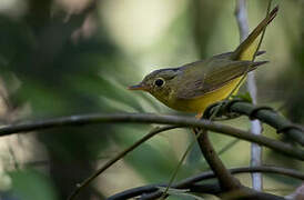 Alström's Warbler