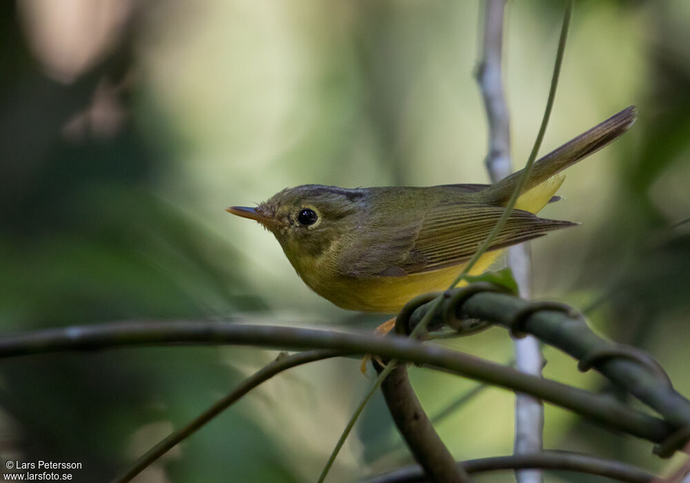 Alström's Warbler