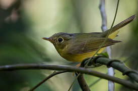 Alström's Warbler