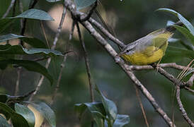 Grey-hooded Warbler