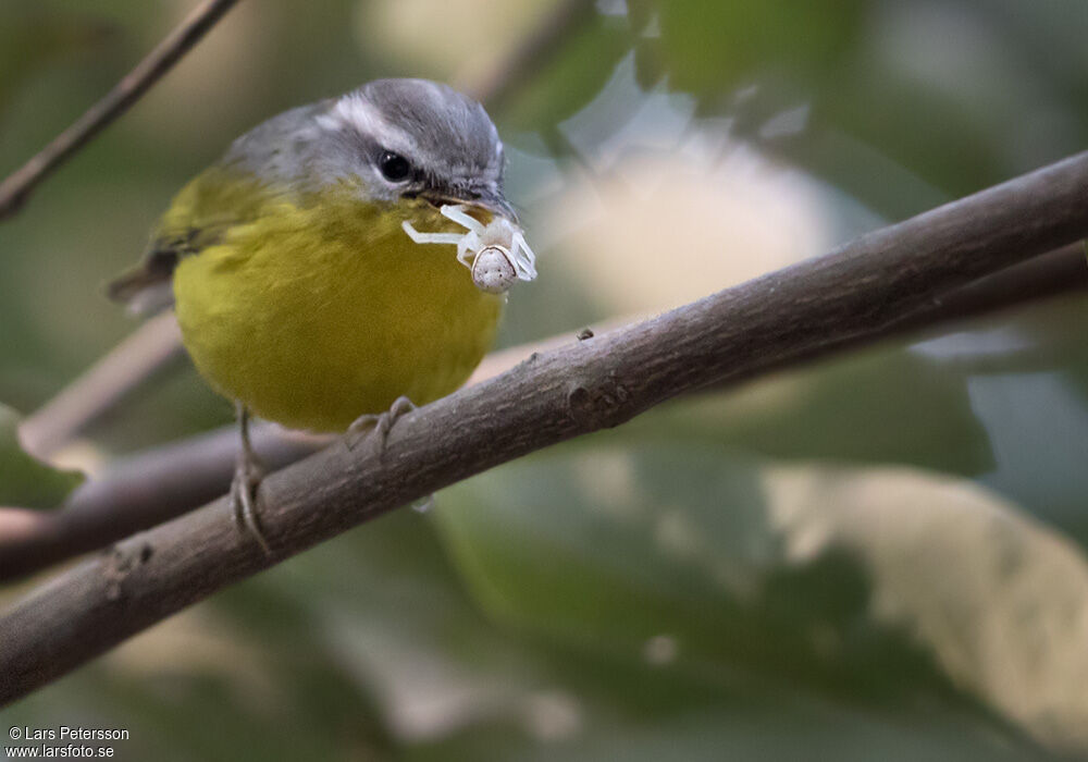 Grey-hooded Warbler