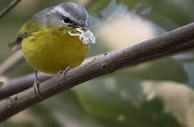 Grey-hooded Warbler