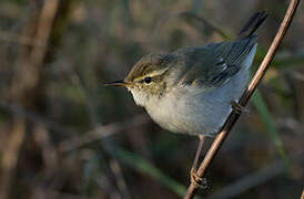 Arctic Warbler