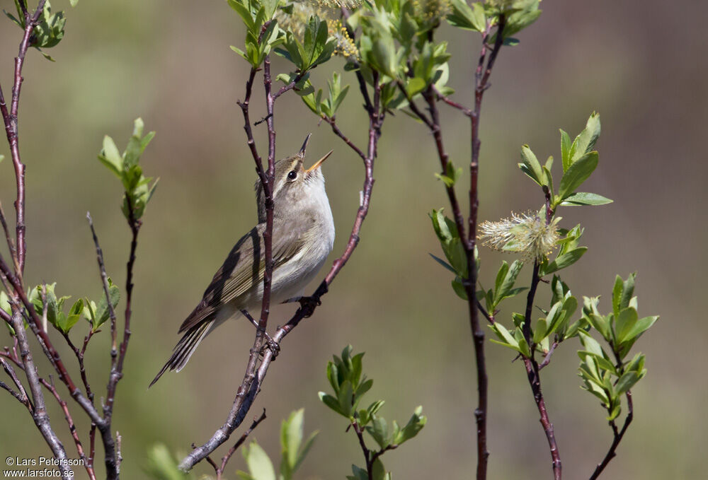 Arctic Warbler