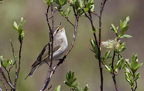 Arctic Warbler