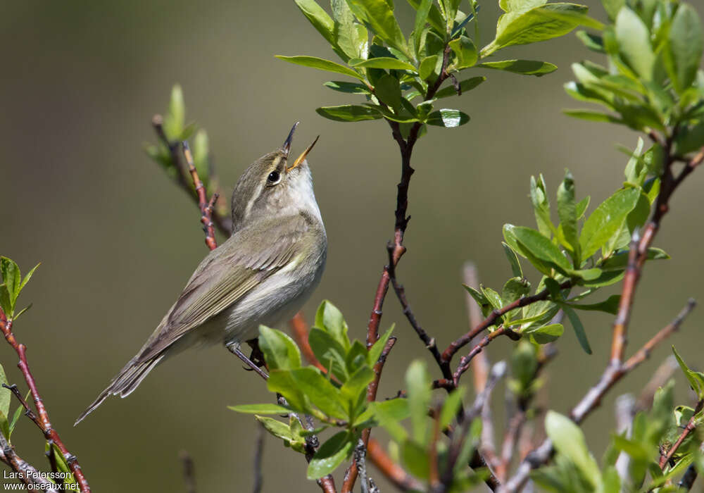 Arctic Warbleradult breeding