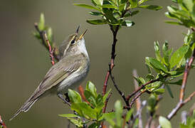 Arctic Warbler