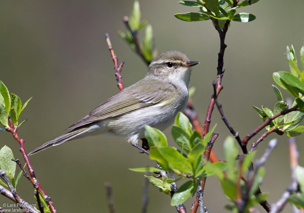 Arctic Warbler