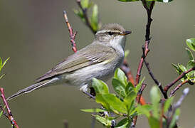 Arctic Warbler