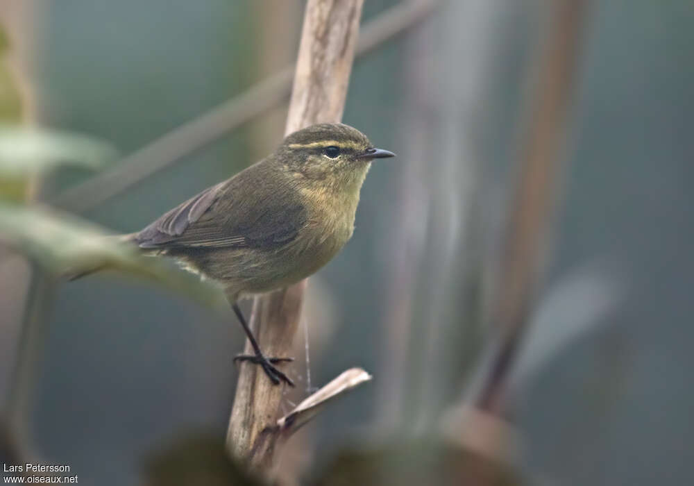 Dusky Warbler