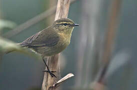 Dusky Warbler