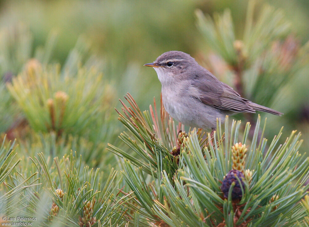 Dusky Warbler