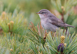 Dusky Warbler