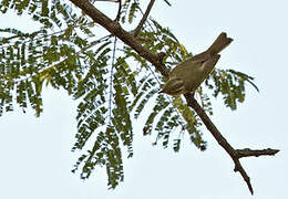 Western Crowned Warbler