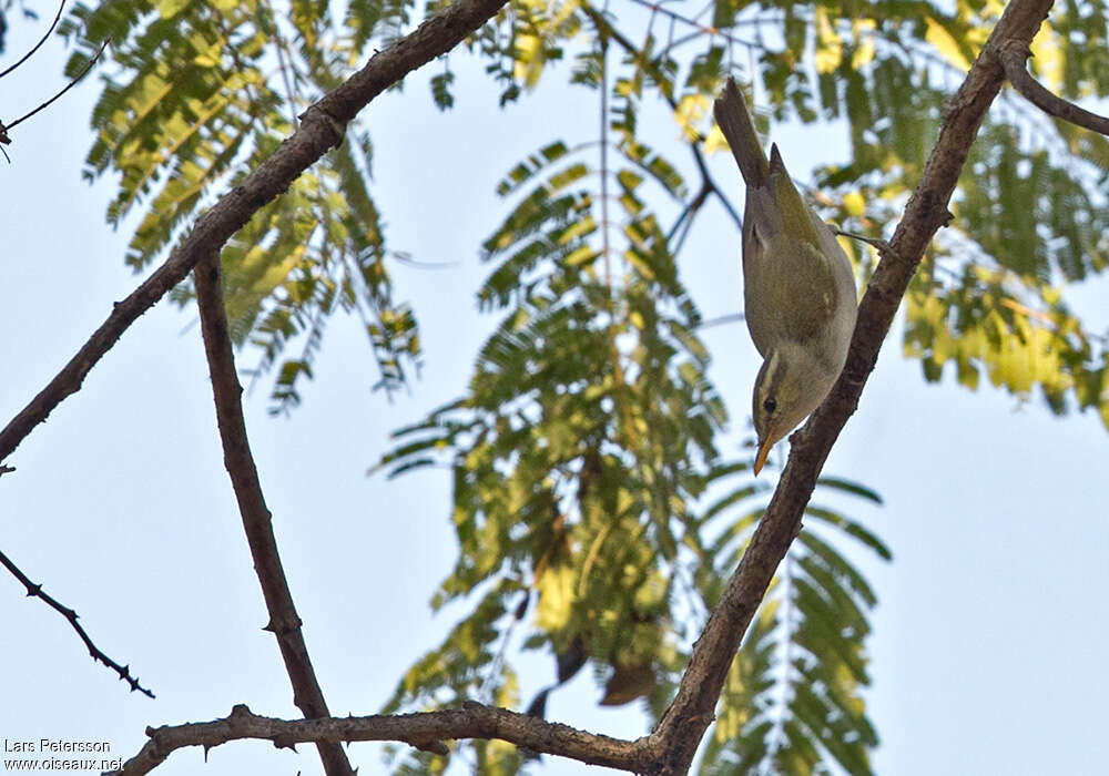 Western Crowned Warbler, habitat, pigmentation, Behaviour