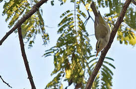 Western Crowned Warbler