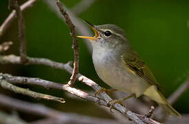 Ijima's Leaf Warbler