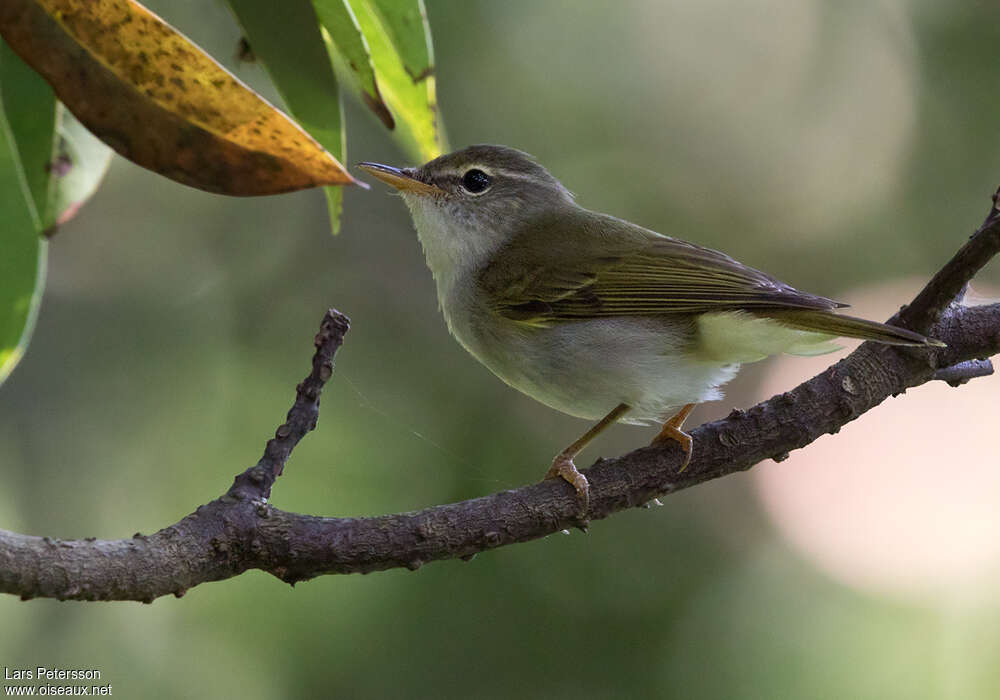 Ijima's Leaf Warbler male adult, identification