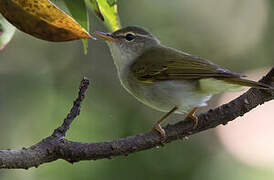 Ijima's Leaf Warbler