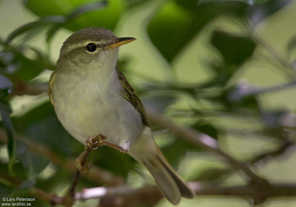 Ijima's Leaf Warbler