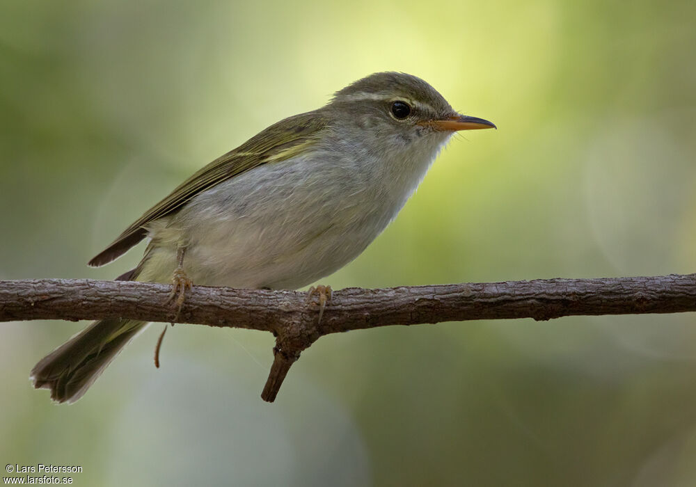 Ijima's Leaf Warbler