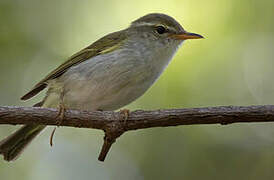 Ijima's Leaf Warbler