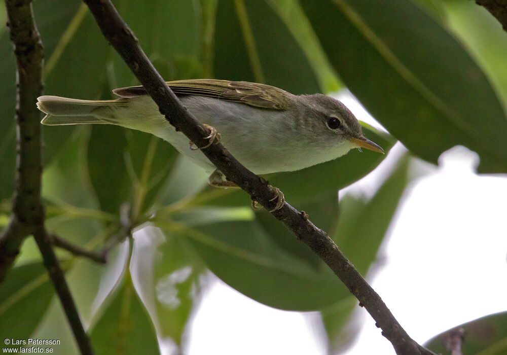 Ijima's Leaf Warbler