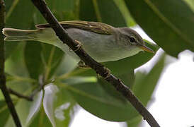 Ijima's Leaf Warbler