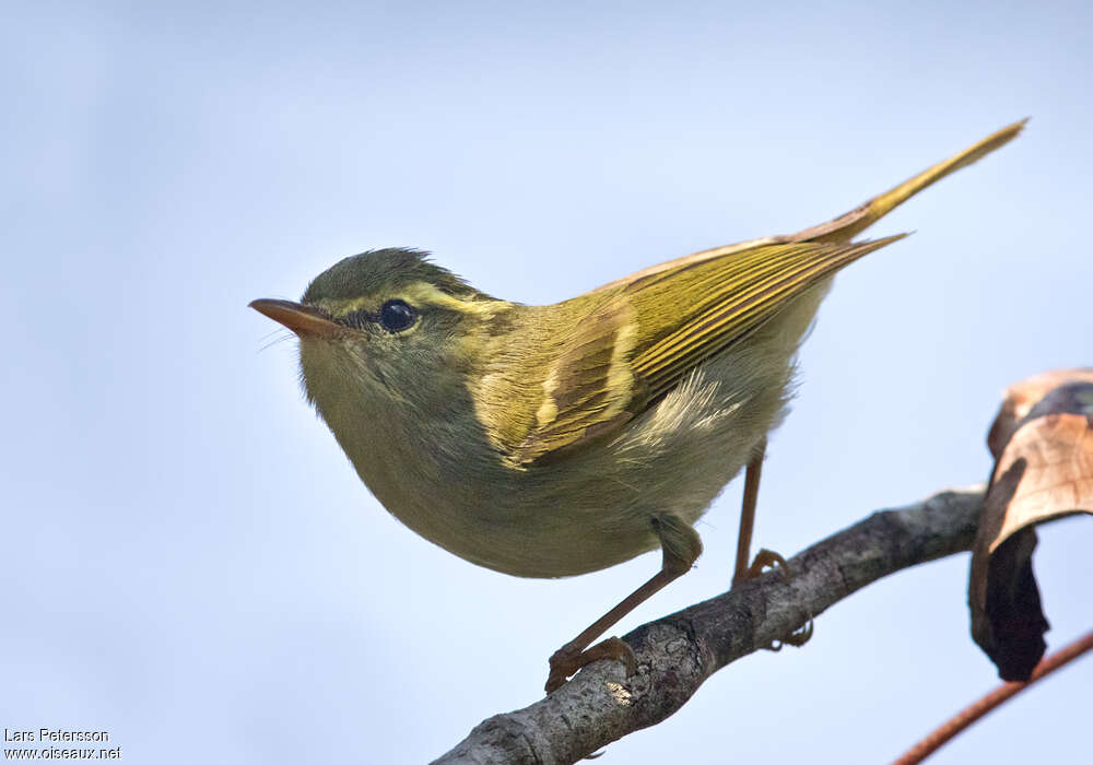 Pouillot d'Olgivie-Grantadulte, identification