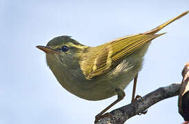 Kloss's Leaf Warbler