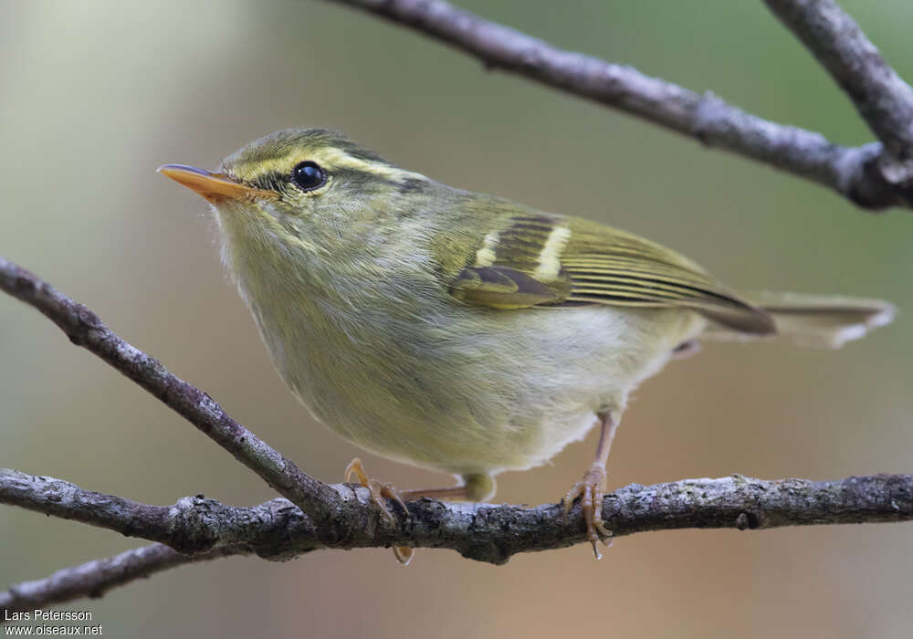 Kloss's Leaf Warbler, close-up portrait