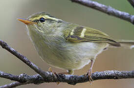 Kloss's Leaf Warbler