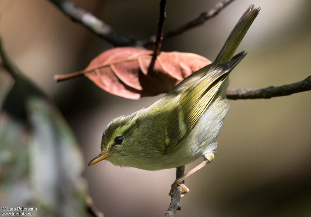 Kloss's Leaf Warbler