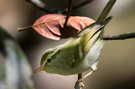 Kloss's Leaf Warbler