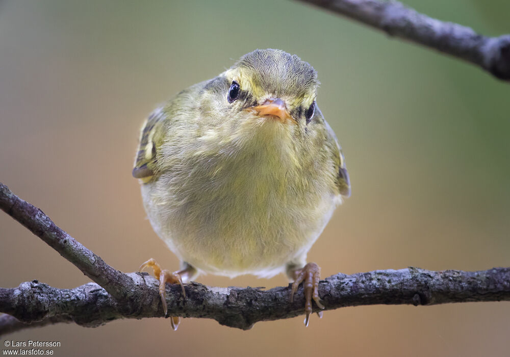 Kloss's Leaf Warbler