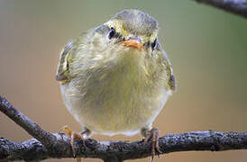 Kloss's Leaf Warbler