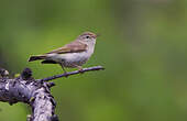 Pouillot de Bonelli