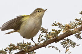 Western Bonelli's Warbler