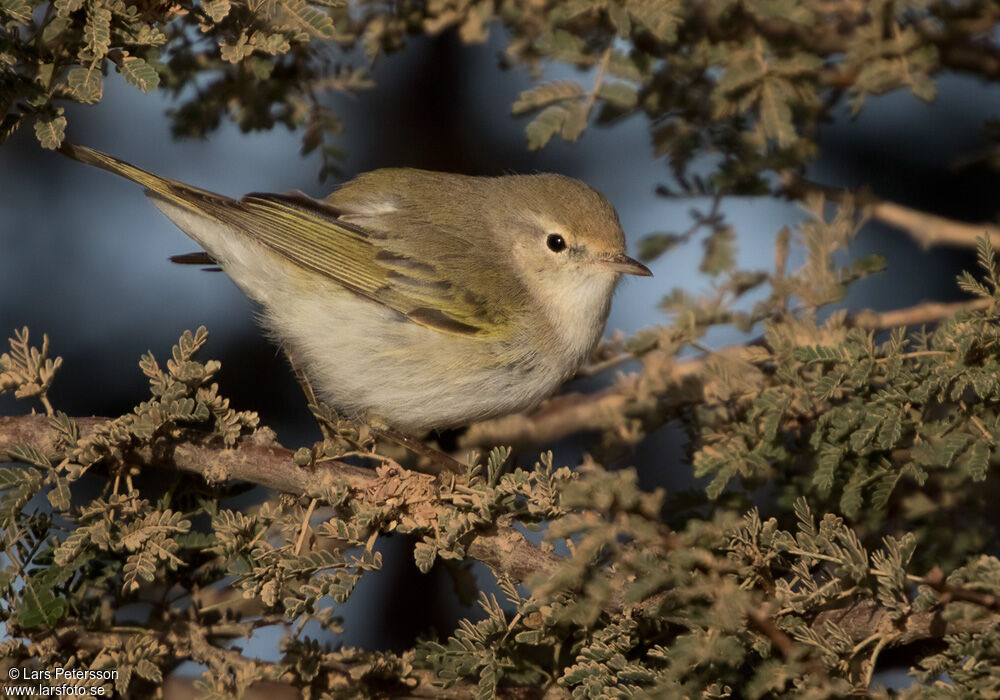 Western Bonelli's Warbler