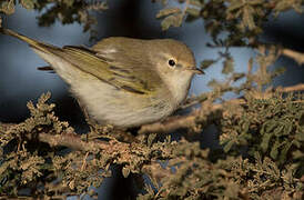 Western Bonelli's Warbler