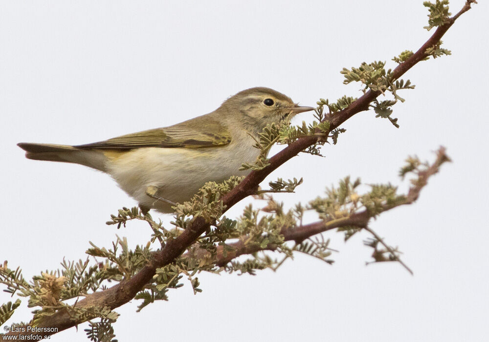 Western Bonelli's Warbler