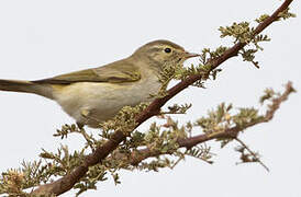 Western Bonelli's Warbler