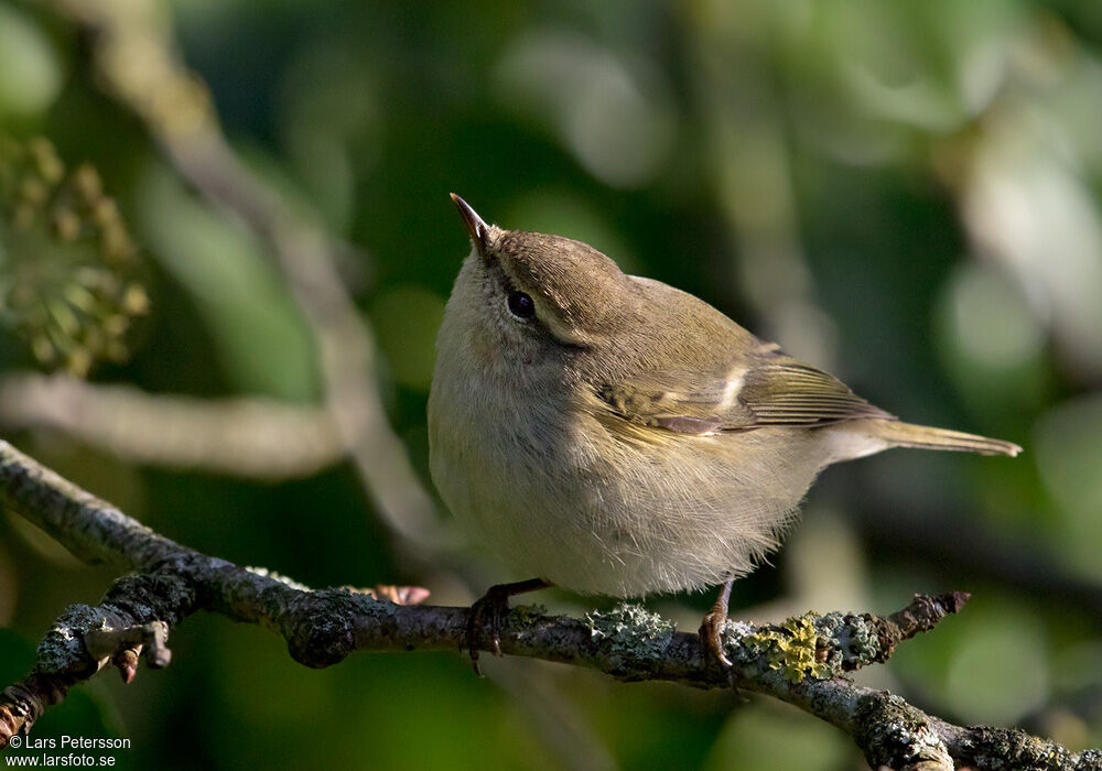 Hume's Leaf Warbler