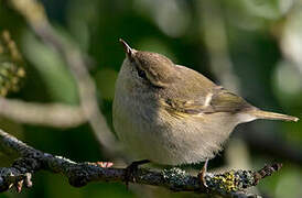 Hume's Leaf Warbler