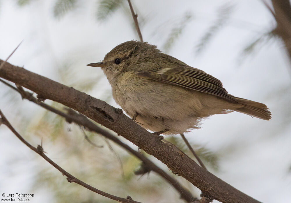 Hume's Leaf Warbler