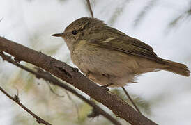 Hume's Leaf Warbler