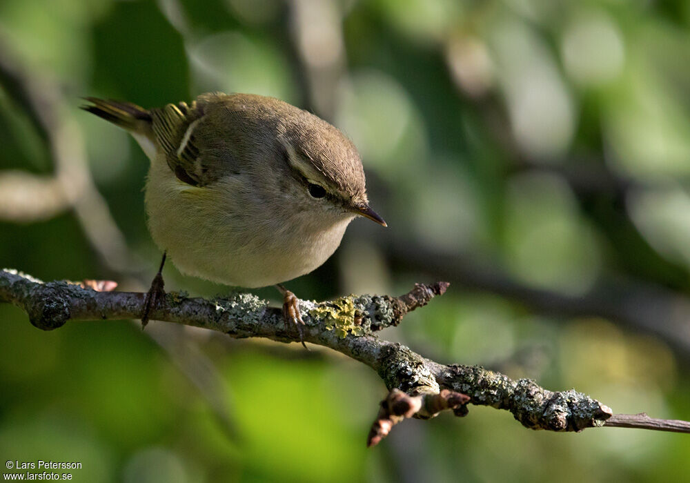 Hume's Leaf Warbler