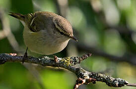 Hume's Leaf Warbler