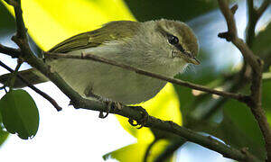 Uganda Woodland Warbler