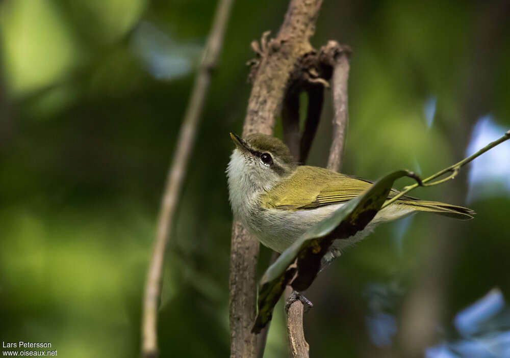 Pouillot de l'Ouganda, identification